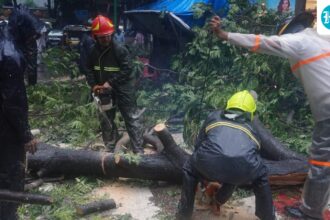 ‘every-tree-makes-us-anxious’:-8-years-after-fatal-tree-branch-accident,-mumbai-family-lives-with-monsoon-‘shock’