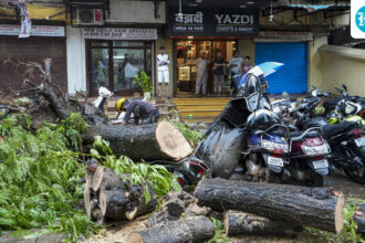 a-63-year-old-man-died-after-a-tree-fell-and-was-uprooted-by-rain-in-mumbai’s-kurla