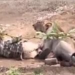 on-camera:-a-lioness-hits-a-man-in-a-gujarat-village.-how-did-he-escape?