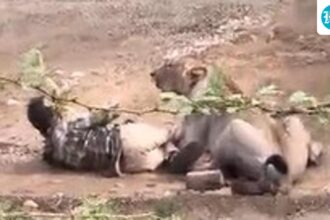 on-camera:-a-lioness-hits-a-man-in-a-gujarat-village.-how-did-he-escape?