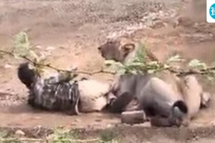 on-camera:-a-lioness-hits-a-man-in-a-gujarat-village.-how-did-he-escape?