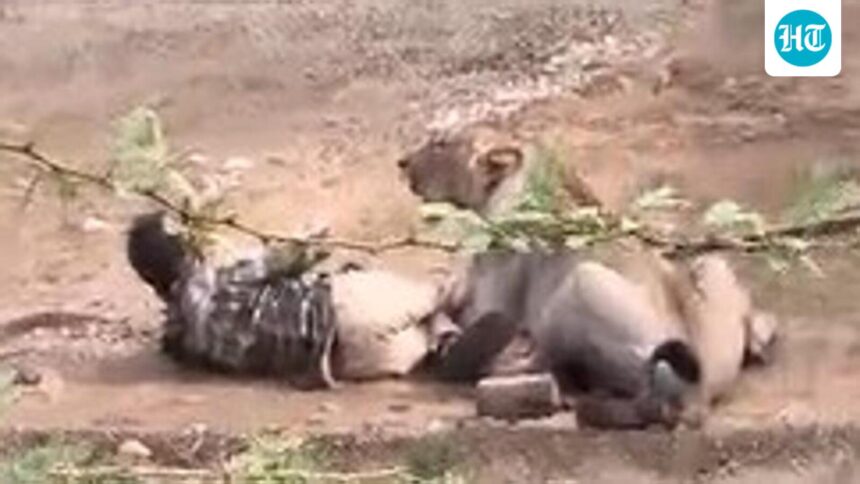on-camera-a-lioness-hits-a-man-in-a-gujarat-village-how-did-he-escape | GIBN on-camera:-a-lioness-hits-a-man-in-a-gujarat-village.-how-did-he-escape?