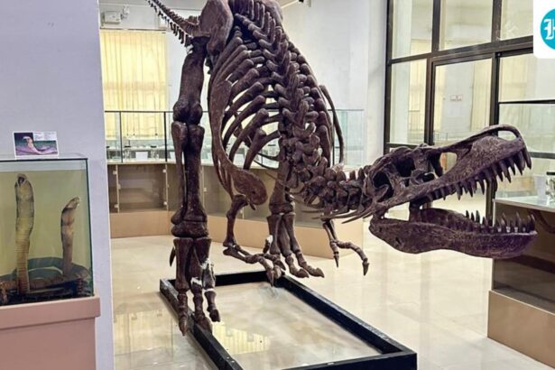 the-natural-history-museum,-aizawl-has-been-notified-as-the-21st-‘dedicated-repository’-of-india