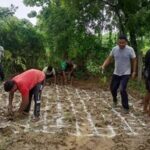 150-acre-reclaimed-fly-ash-site-in-aravallis-to-acquire-miyawaki-forest,-hpgcl-tells-ngt