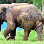elephant-attacks-claim-two-more-lives-in-chhattisgarh,-and-panic-grips-villages