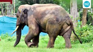 elephant-attacks-claim-two-more-lives-in-chhattisgarh,-and-panic-grips-villages