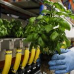 cyclosporiasis-outbreaks:-foods-to-be-aware-of-–-berries,-basil,-and-more