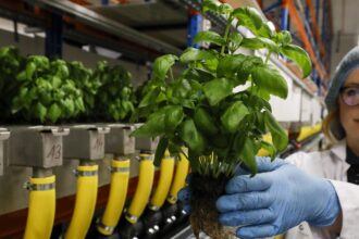 cyclosporiasis-outbreaks:-foods-to-be-aware-of-–-berries,-basil,-and-more