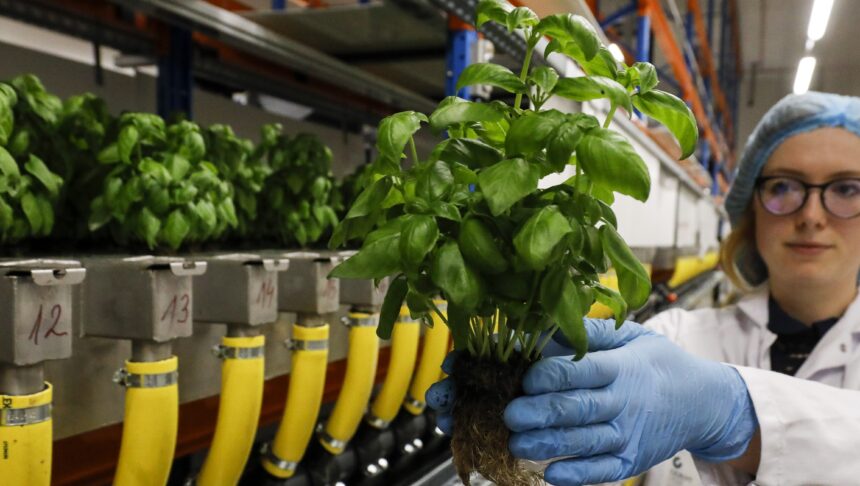 cyclosporiasis-outbreaks:-foods-to-be-aware-of-–-berries,-basil,-and-more