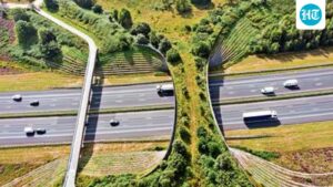 in-10-years,-the-apex-wildlife-watchdog-has-approved-96%-of-infrastructure-projects