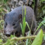 a-great-battle-to-save-the-pygmy-pig,-the-smallest-wild-pig-in-the-world
