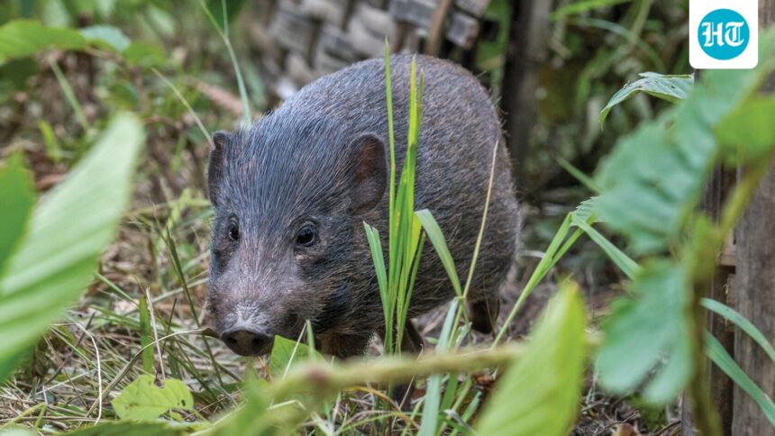 a-great-battle-to-save-the-pygmy-pig,-the-smallest-wild-pig-in-the-world