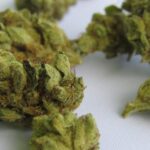 6.4-kg-of-aquatic-weed-found-in-plane-toilets,-under-seats,-and-luggage-at-delhi-airport,-3-people-detained