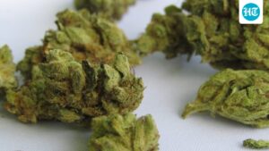 6.4-kg-of-aquatic-weed-found-in-plane-toilets,-under-seats,-and-luggage-at-delhi-airport,-3-people-detained