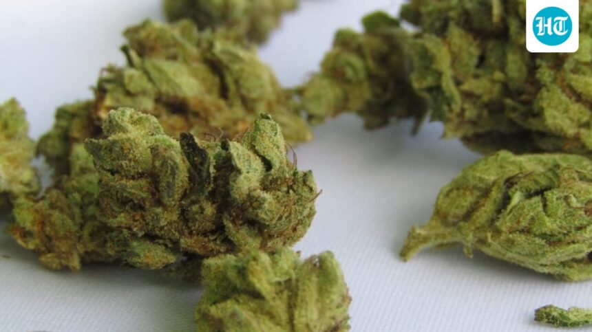 64-kg-of-aquatic-weed-found-in-plane-toilets-under-seats-and-luggage-at-delhi-airport-3-people-detained | GIBN 6.4-kg-of-aquatic-weed-found-in-plane-toilets,-under-seats,-and-luggage-at-delhi-airport,-3-people-detained
