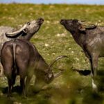 himachal-pradesh:-a-pregnant-buffalo-gets-a-new-lease-of-life-after-66-metal-objects-were-removed-from-its-stomach