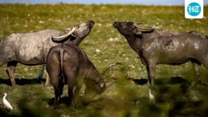 himachal-pradesh:-a-pregnant-buffalo-gets-a-new-lease-of-life-after-66-metal-objects-were-removed-from-its-stomach