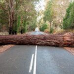 trees-don’t-just-fall-cities-have-failed.