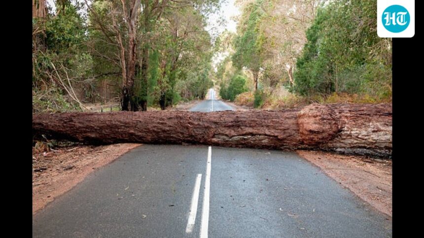 trees-don’t-just-fall-cities-have-failed.