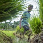 farmers-confront-the-vagaries-of-a-patchy-monsoon