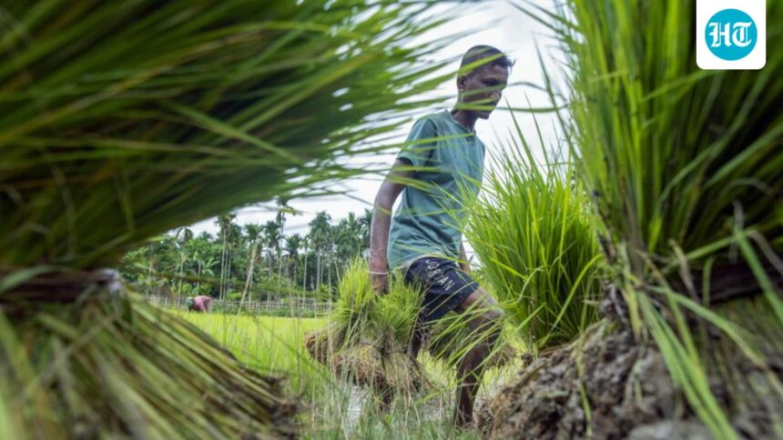 farmers-confront-the-vagaries-of-a-patchy-monsoon