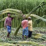 big-sugarcane-crushing-happening-now
