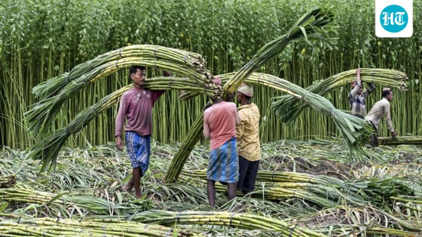 big-sugarcane-crushing-happening-now