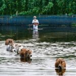 why-does-assam-get-flooded-every-year?-experts-say-it’s-not-just-rain