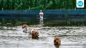 why-does-assam-get-flooded-every-year?-experts-say-it’s-not-just-rain