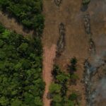 nearly-400,000-trees-were-created-after-coal-projects-were-approved