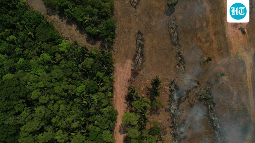 nearly-400000-trees-were-created-after-coal-projects-were-approved | GIBN nearly-400,000-trees-were-created-after-coal-projects-were-approved
