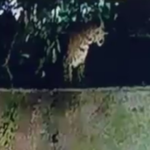 tiger-spotted-in-ahmedabad-housing-society;-forest-teams-begin-the-search