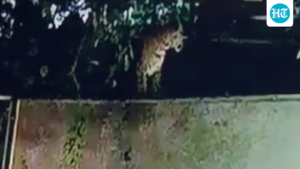 tiger-spotted-in-ahmedabad-housing-society;-forest-teams-begin-the-search