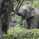 supreme-court-upholds-removal-of-commercial-activity-from-elephant-corridor