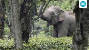 supreme-court-upholds-removal-of-commercial-activity-from-elephant-corridor