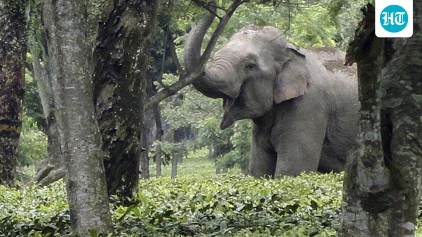 supreme-court-upholds-removal-of-commercial-activity-from-elephant-corridor | GIBN supreme-court-upholds-removal-of-commercial-activity-from-elephant-corridor