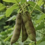 ancient-ingredients,-modern-minds:-why-students-and-founders-are-turning-to-velvet-bean