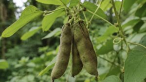ancient-ingredients,-modern-minds:-why-students-and-founders-are-turning-to-velvet-bean