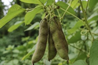 ancient-ingredients,-modern-minds:-why-students-and-founders-are-turning-to-velvet-bean