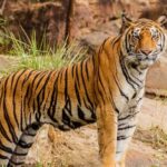 andhra-intensifies-search-for-elusive-royal-bengal-tiger-‘explorer’,-livestock-attacks