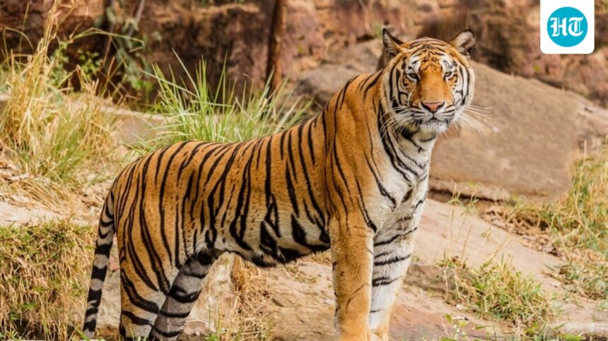 andhra-intensifies-search-for-elusive-royal-bengal-tiger-‘explorer’,-livestock-attacks