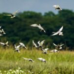 top-wildlife-body-maintains-high-approval-rate-for-projects-in-10-years