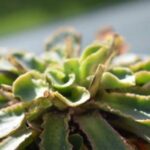 scientifically-speaking:-the-killer-hiding-in-plain-sight