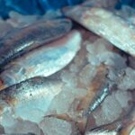 hilsa-spotted-in-ganga-near-ghazipur-in-up,-decades-after-barrage-cut-off-migration-route