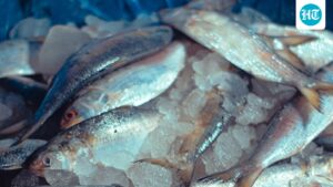 hilsa-spotted-in-ganga-near-ghazipur-in-up,-decades-after-barrage-cut-off-migration-route