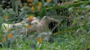 ‘spring-story,’-‘the-surubi,’-‘yazz’-among-locarno-pro-winners