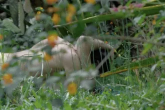 ‘spring-story,’-‘the-surubi,’-‘yazz’-among-locarno-pro-winners