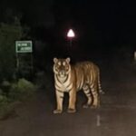 tiger-spotted-in-chhattisgarh’s-dantewada;-10-villages-alerted:-officials