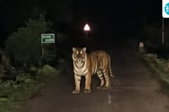 tiger-spotted-in-chhattisgarh’s-dantewada;-10-villages-alerted:-officials