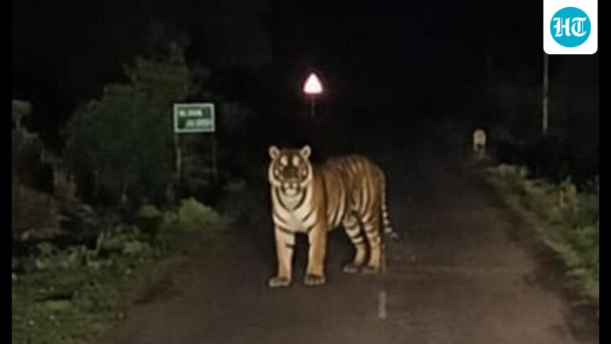tiger-spotted-in-chhattisgarh’s-dantewada;-10-villages-alerted:-officials
